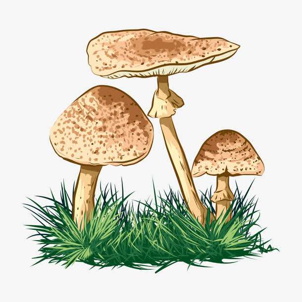 預(yù)警：野生菌中毒怎么防？怎么控？怎么辦？