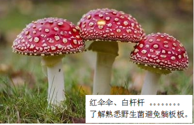 預(yù)防毒蘑菇中毒，這些事你該知道
